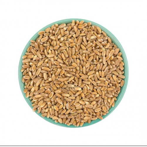 Wheat